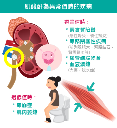 肌酸酐為異常值時的疾病示意圖