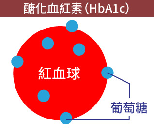 醣化血色素（HbA1c）意指與紅血球的血糖值有關連